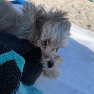 Meet your Posher, Abdi